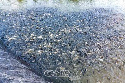 Vùng mặn tìm hướng đi mới từ mô hình nuôi cá rô phi đơn tính