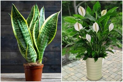 5 loại cây trồng trong nhà giúp lọc không khí hiệu quả