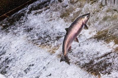 Bí ẩn hàng triệu cá hồi chết ở đập thủy điện dù bề ngoài vẫn lành lặn