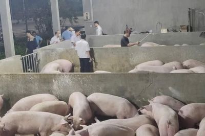 Đồng Nai: Chuyển công an điều tra vụ 4.000 con lợn bị bơm chất cấm Salbutamol