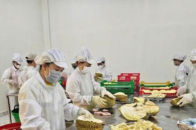 Nâng chất, nâng giá trị trái sầu riêng