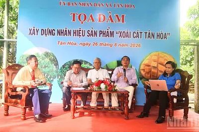 Cần Thơ: Xây dựng nhãn hiệu 'Xoài cát Tân Hòa' gắn với chuỗi giá trị