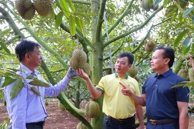 Phân bón Cà Mau: Mùa vàng thắng lớn nhờ dùng đúng 'Bí kíp vàng'