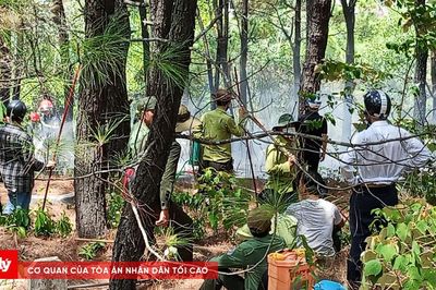 Huy động 150 người dập cháy rừng thông ở phường An Cựu
