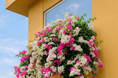 Ban công hướng Nam hợp với loại cây nào?