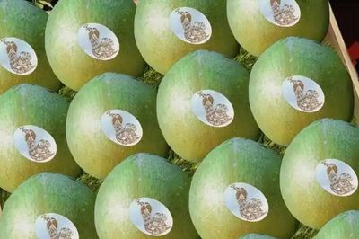 Loại quả xanh như ngọc thành 'cỗ máy in tiền', giúp cả huyện thu hàng nghìn tỷ