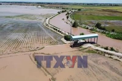 Đồng Tháp: Mở cống xả nước lũ vào đồng ruộng để lấy phù sa