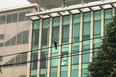 Bồ câu trên phố