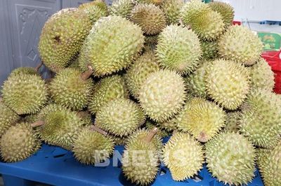 Thêm 171 mã số, sầu riêng Đắk Lắk tăng cơ hội xuất khẩu chính ngạch