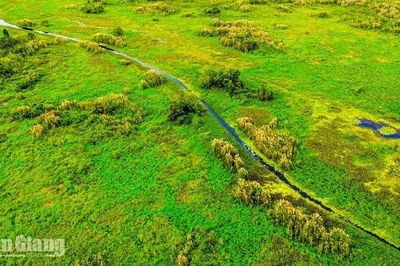Khám phá động, thực vật quý hiếm ở U Minh Thượng