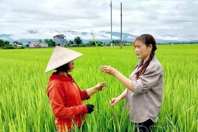 Chủ động phòng, chống bệnh trên cây trồng