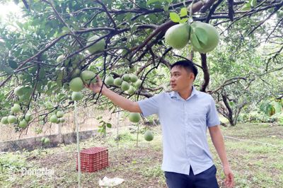 Vào vụ sản xuất cây ăn trái cuối năm