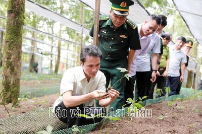 Thượng tôn pháp luật, bảo vệ giá trị sâm Lai Châu – nhìn nhận đúng để giữ vững thương hiệu quốc gia
