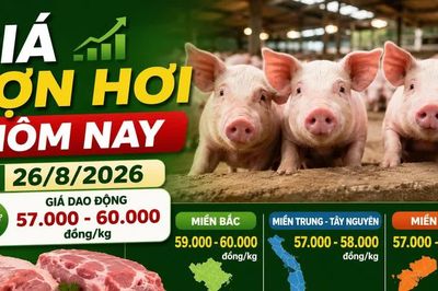 Giá lợn hơi hôm nay 26/8/2026: 11 địa phương đạt 60.000 đồng/kg