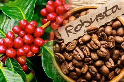 Xuất khẩu cà phê Việt Nam có thể tăng 10% trong năm nay