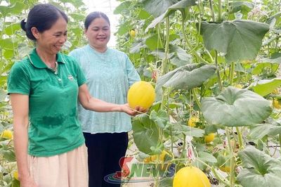 Phù Yên phát triển nông nghiệp hữu cơ