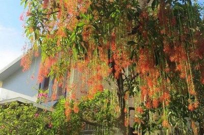 4 lý do lộc vừng được nhiều gia đình có nhà rộng ưa chuộng, không chỉ vì chữ 'lộc'
