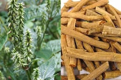 Sở Y tế tỉnh Đắk Lắk thông báo thu hồi thuốc cổ truyền Ngưu tất chích rượu
