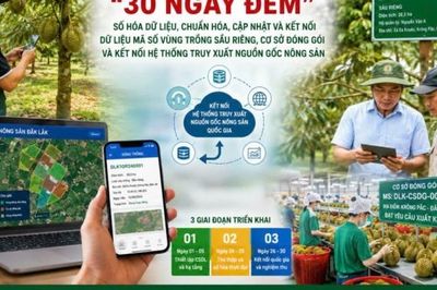 Đắk Lắk triển khai chiến dịch cao điểm '30 ngày đêm' số hóa dữ liệu vùng trồng sầu riêng