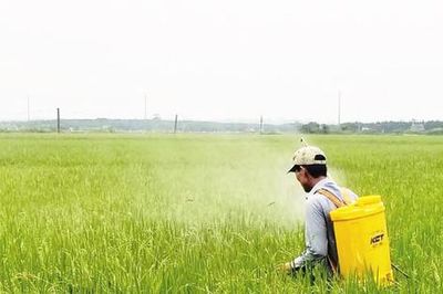 Chủ động phòng trừ sâu bệnh, bảo vệ lúa mùa