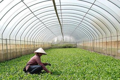 Đưa khoa học, công nghệ vào thực tiễn, hiện đại hóa nông nghiệp Hà Nội