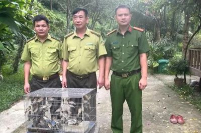 Thu giữ 200 con chim hoang dã