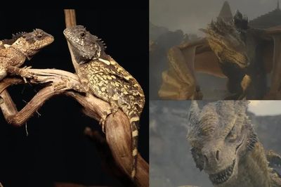 Phát hiện loài 'rồng' mới ở Thái Lan, đặt tên theo Syrax