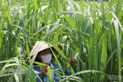 Đưa mía 'xuất ngoại' nông dân thu nhập cao gấp 15 lần lúa