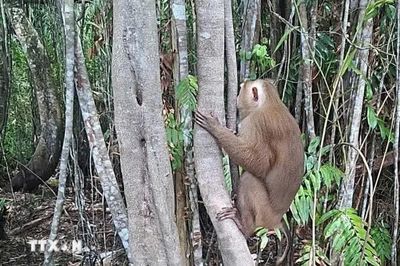 Bàn giao khỉ vàng quý hiếm về cơ sở cứu hộ ở Quảng Trị