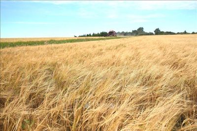 Giá lúa mì chạm đỉnh 3 năm do lo ngại về xung đột Nga-Ukraine