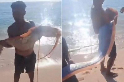 Ngư dân bắt được con cá mái chèo dài 4 mét trên biển