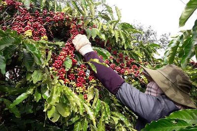 Cà phê Gia Lai chạy đua với EUDR