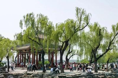 Hàng trăm nghìn cây xanh ở Bắc Kinh bất ngờ trở thành nguồn gây ô nhiễm