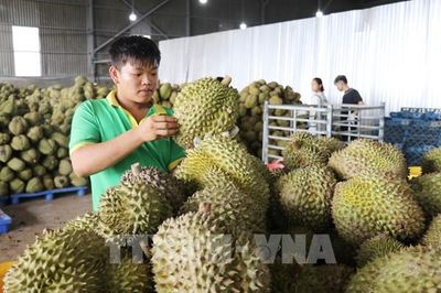Siết chất lượng, minh bạch nguồn gốc sầu riêng xuất khẩu
