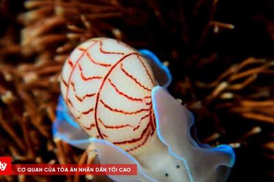 Ốc biển nhỏ mang chiếc 'vỏ trang sức' với những đường viền đỏ độc đáo