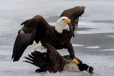 Thương chiến Mỹ- Canada: Ông Trump quyết không nhượng bộ