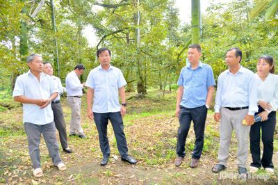 Đồng chí Nguyễn Phước Thiện khảo sát mô hình Sầu riêng khắc phục Cadimi và các dự án
