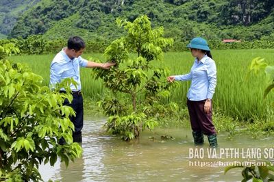 Tập trung khôi phục sản xuất sau bão