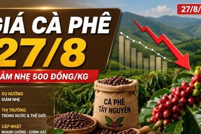 Giá cà phê hôm nay 27/8/2026 giảm 500 đồng/kg, Robusta mất gần 3%