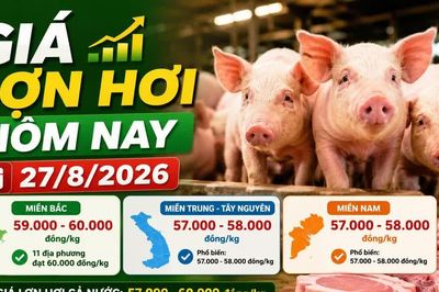 Giá lợn hơi hôm nay 27/8: Cả nước giữ mức 57.000–60.000 đồng/kg