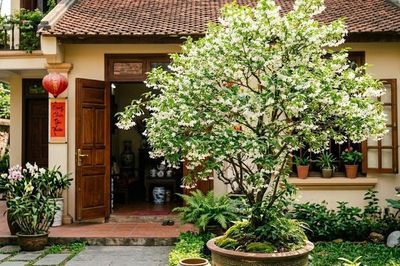 3 vị trí trồng Mai Chiếu Thủy được nhiều người quan tâm