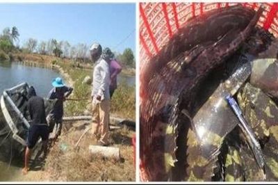 Nuôi cá mú trân châu trong ao đất: Hiệu quả nhờ làm nhà trú ẩn