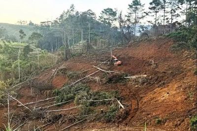Lâm Đồng yêu cầu đẩy nhanh việc điều tra, xử lý vụ phá rừng tại Tiểu khu 211