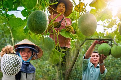 'Thủ phủ' cây ăn trái Gia Lai: Nông dân rạng rỡ thu tiền triệu mỗi ngày