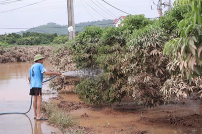 Thủ phủ vải thiều Lục Ngạn 'thoát lũ', nông dân vẫn thấp thỏm lo mất mùa