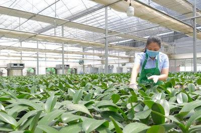 Hà Nội phấn đấu đến năm 2030, thu nhập khu vực nông thôn đạt 135 triệu đồng/người/năm