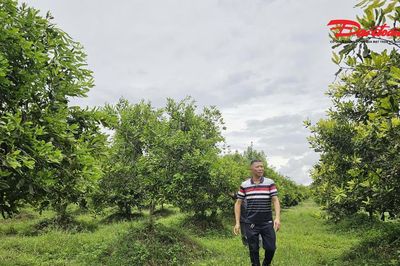 Nghệ An: Cây mắc ca bén rễ trên đất khó và hướng đi mới cho người dân
