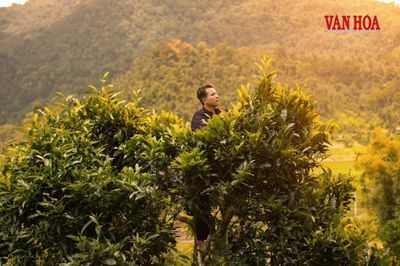 Khát vọng vươn tầm của thương hiệu chè di sản:Kỳ 3 - Đánh thức giá trị di sản chè cổ Thái Nguyên trên bản đồ du lịch