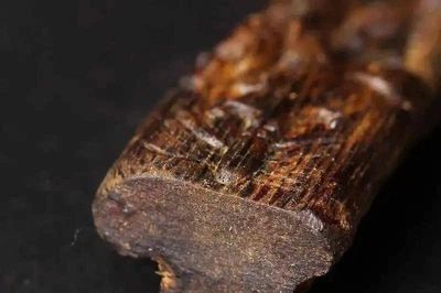 Loài cây kỳ lạ đắt như vàng mỗi khi nhiễm bệnh, Việt Nam có nhiều