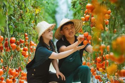 Quảng Ngãi: Trang trại nông nghiệp công nghệ cao 'mùa nào thức đó' của đôi vợ chồng xa xứ